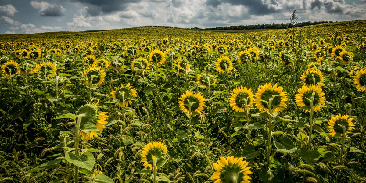 Debt Consolidation & Credit Counselling Services in Brampton, ON